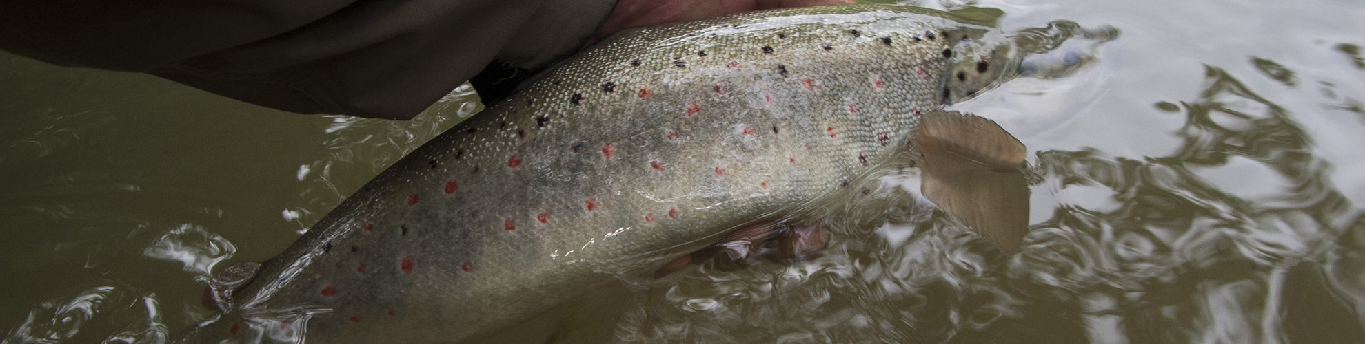 Rosen-fly-fishing-blog-10